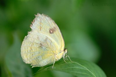 Catopsilia pomona pomona -f. catilla