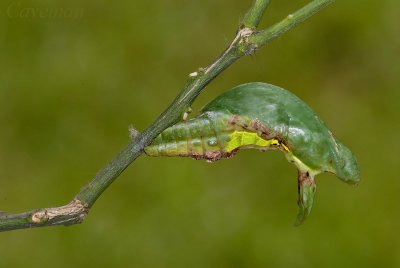 Pupa - Papilio demolion demolion(Banded Swallowtail)