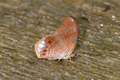 Terinos terpander robertsia