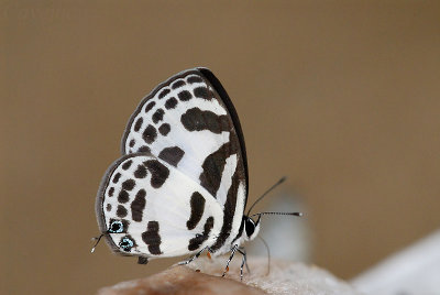 Discolampa ethion thalimar (The Blue Pierrot)