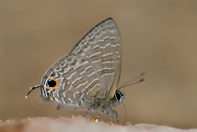 Ionolyce helicon merguiana (Pointed Line Blue)