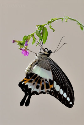 Papilio demolion demolion (Banded Swallowtail)