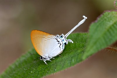Cheritra freja frigga (Common Imperial)