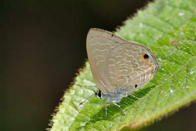 Anthene emolus goberus