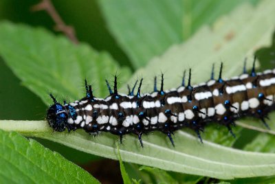 Caterpillar - Doleschallia bisaltide pratipa