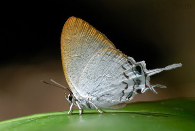 Cheritra freja frigga (Common Imperial)