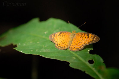 Phalanta alcippe alcesta (Small Leopard)