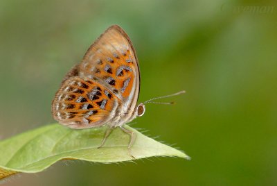 Taxila haquinus haquinus (Harlequin)