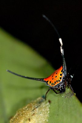 Gasteracantha arcuata