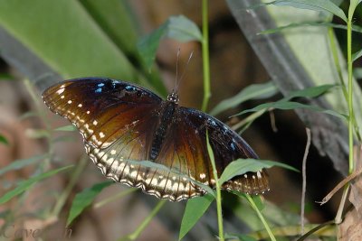 Hypolimnas bolina jacintha (Jacintha Eggfly)