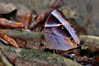 Thaumantis klugius lucipor (Dark Blue Jungle Glory)