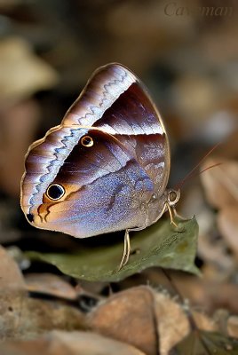 Thaumantis klugius lucipor (Dark Blue Jungle Glory)