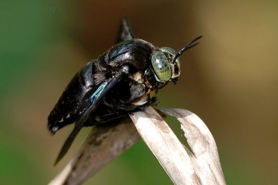 Carpenter bees ( Xylocopa latipes)