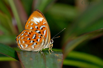 Taxila haquinus haquinus (Harlequin)