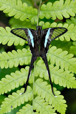 Lamproptera meges virescens(Green Dragontail)