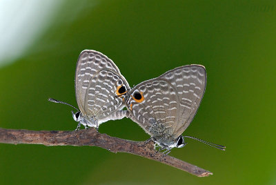 Nacaduba pendleburyi pendleburyi