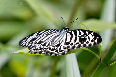 Graphium delessertii delessertii