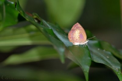 Arhopala perimuta regina (The Yellow-disc Oakblue)