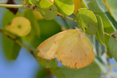 Catopsilia scylla cornelia (Orange Emigrant)