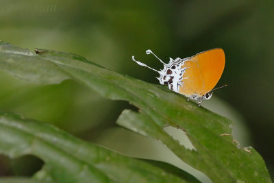 Eooxylides tharis distanti (Branded Imperial)