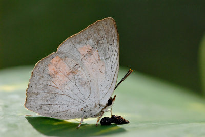 Curetis bulis stigmata