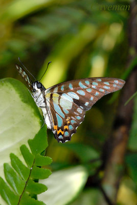 Graphium bathycles bathycloides