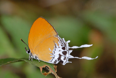 Eooxylides tharis distanti (Branded Imperial)