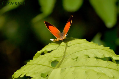 Loxura cassiopeia cassiopeia (The Malayan Yamfly)