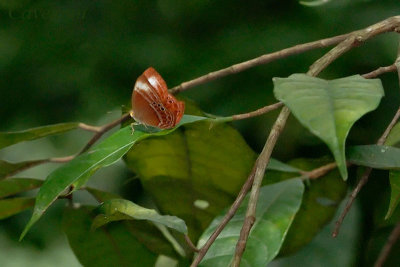 Abisara kausambi kausambi