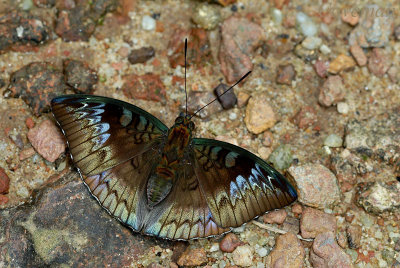 Euthalia monina monina (Malay Baron) - f. decorata