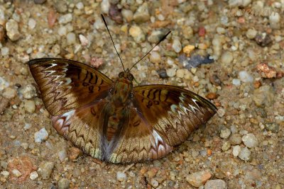 Euthalia monina monina (Malay Baron) - f. decorata