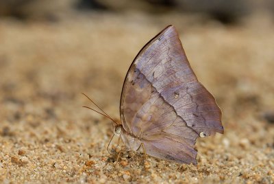 Zeuxidia doubledayi doubledayi - male