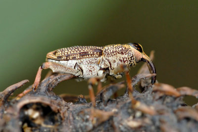 Curculionidae - id unknown.jpg