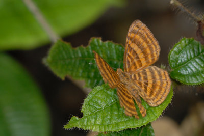 Zemeros emesoides emesoides