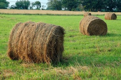 hay bales.tif