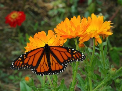 monarch.tif