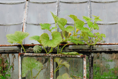 Orangerie 070928 035 800.jpg