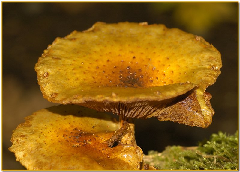 Golden Pholiota