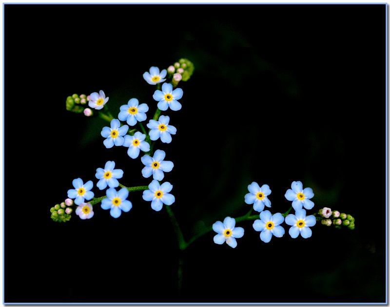 Forget-me-not (Myosotis laxa)
