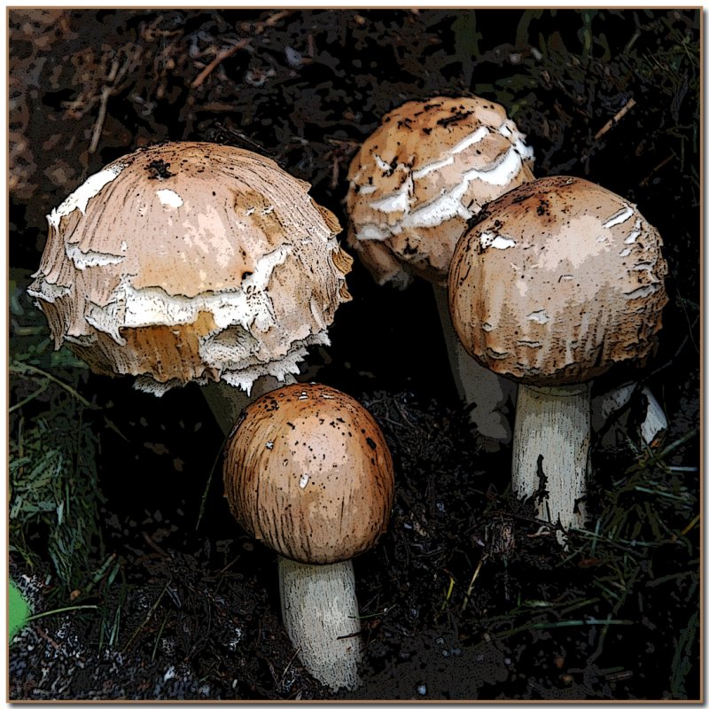 Shaggy Parasol (Lepiota rachodes)