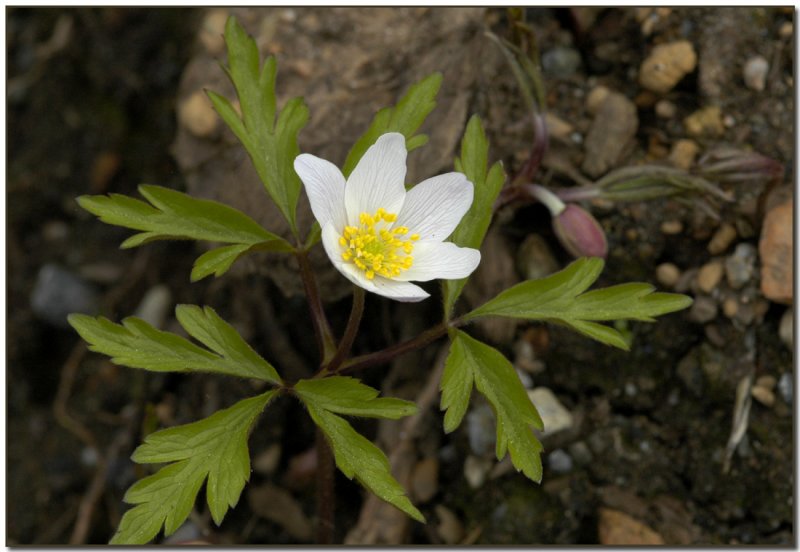 Wood Anemone