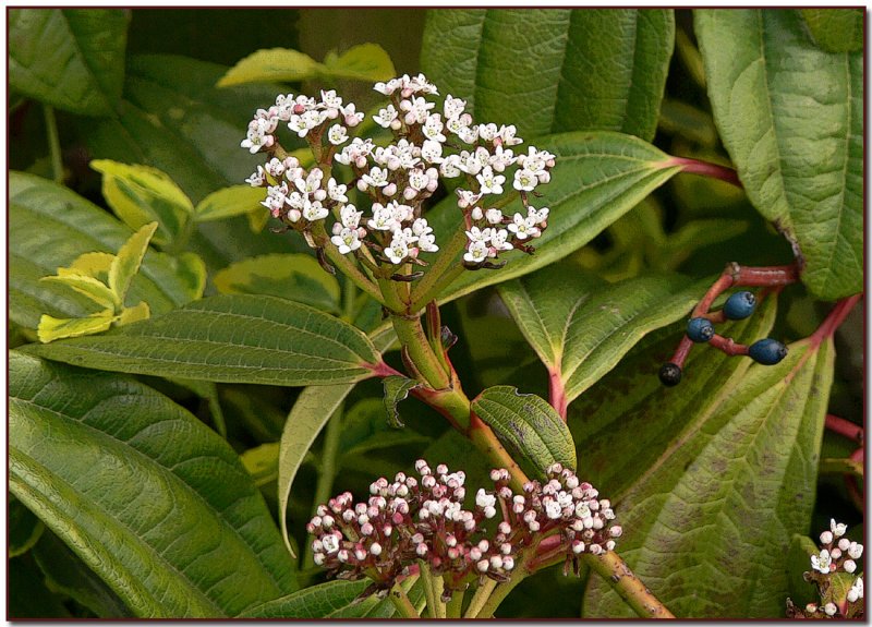 Verbena Family?