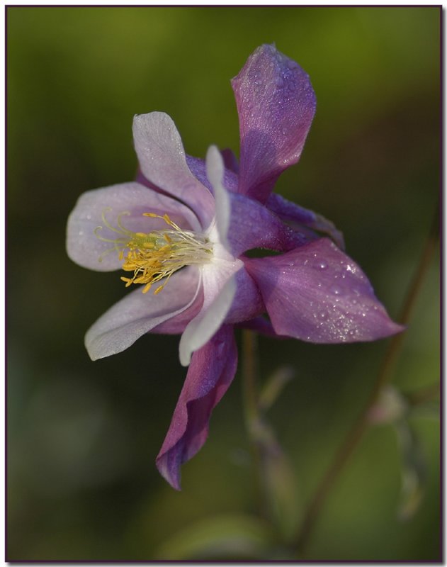 Morning Dewdrops