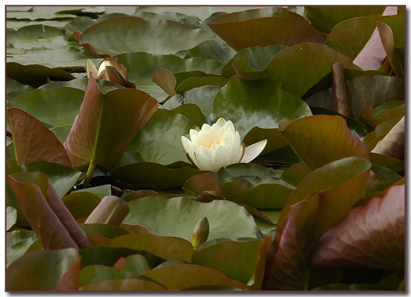 Nymphaea odorata