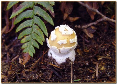 Gemmed Amanita Button