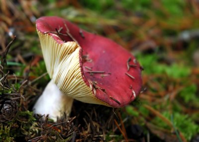 Russula Sanguinea