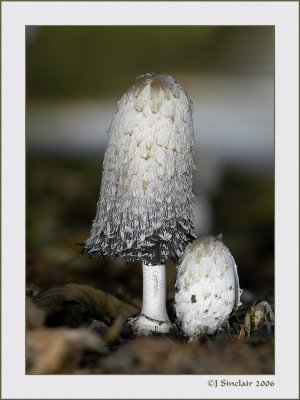 Coprinus comatus