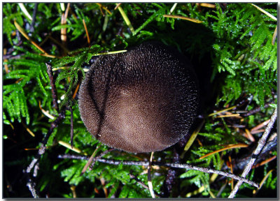 Wolf-fart Puffball (Lycoperdon foetidum)