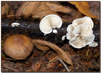 Crepidotus variabilis