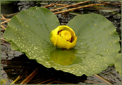 Pond Lily Reflection